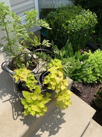 potted plants on the steps of a house