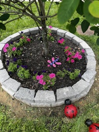 a flower bed with a ladybug in the middle